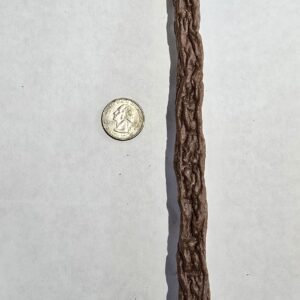 Brown braid and coin on white background.