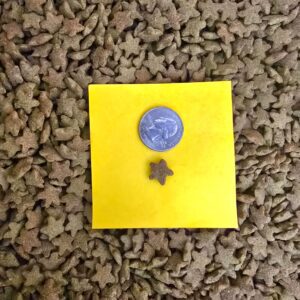 Star-shaped kibble with coin for scale.