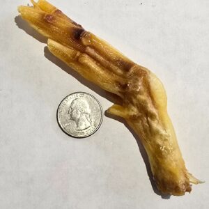 Dog chew beside a quarter coin.