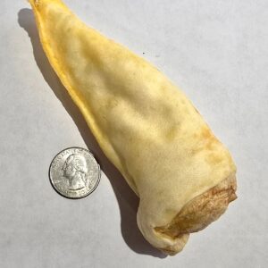 Dried cow ear with a coin for scale.
