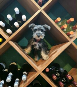 Dog in Wine Room